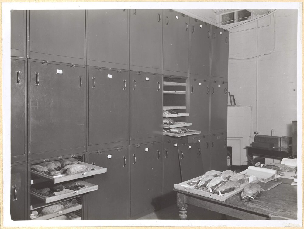 Modern Steel Cabinets housing Bird Collection