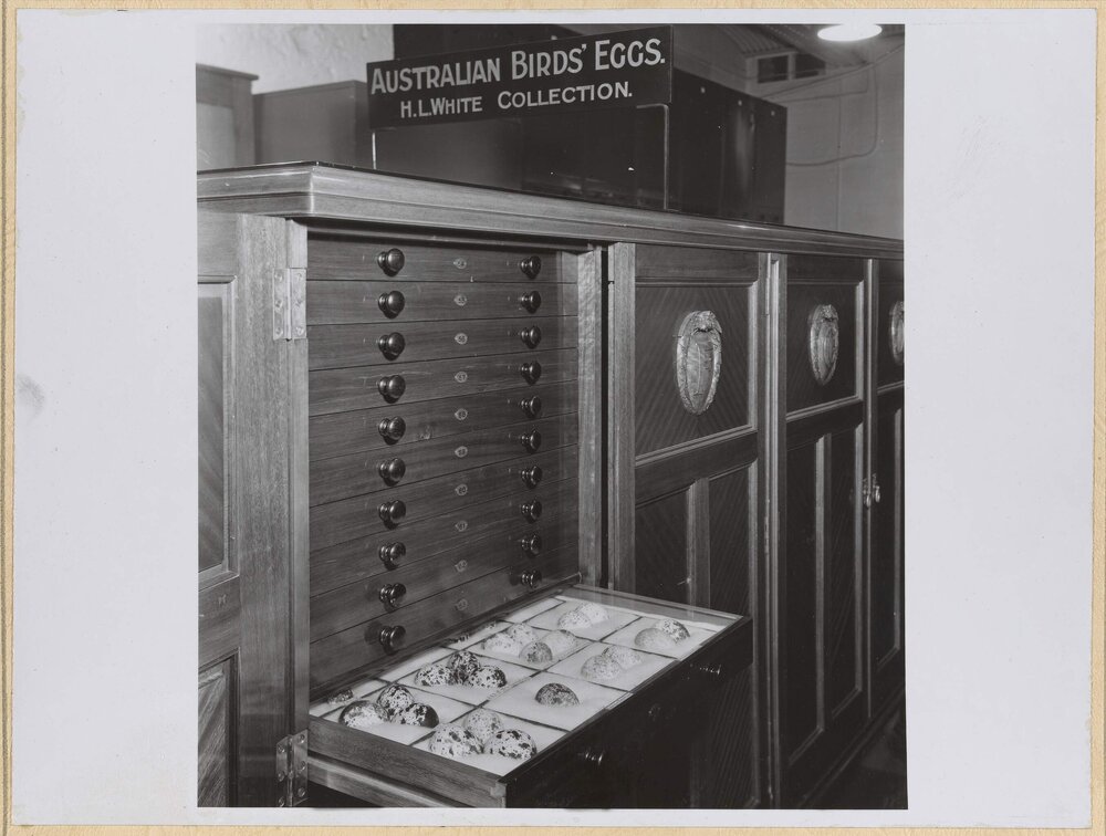 Australian Eggs and Cabinet presented by H.L. White, Esq.