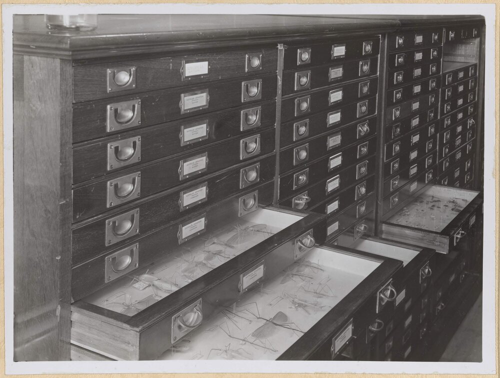 Part of the Australian Insect Collection