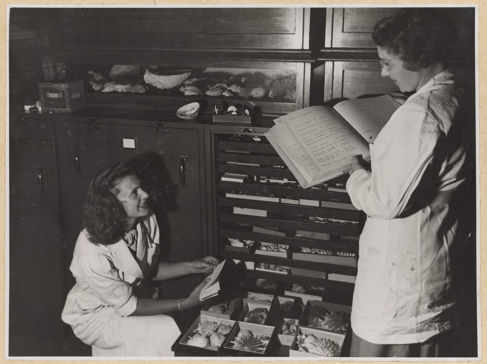 Cataloguing part of the Gatliff Collection of Molluscs