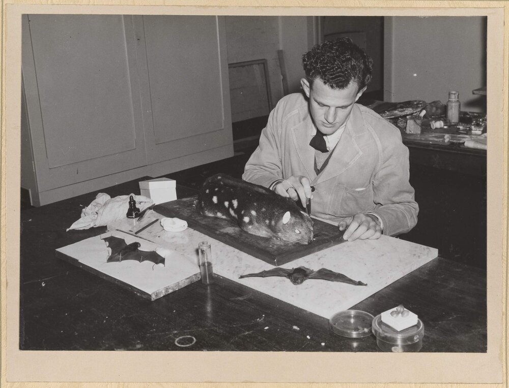 Preparing Study Skins