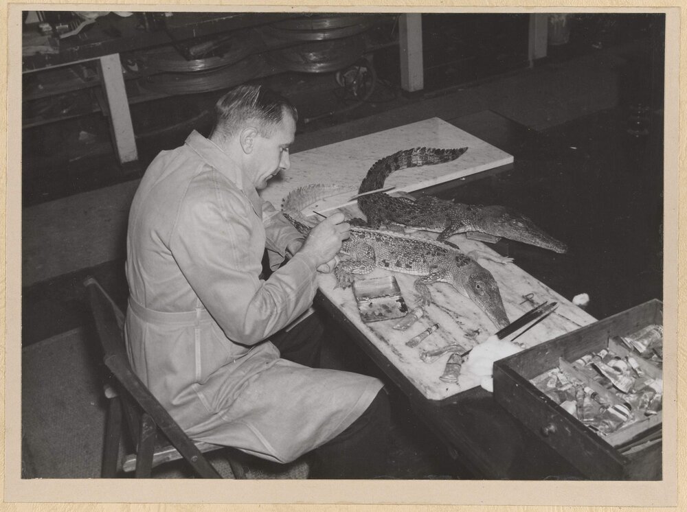 Colouring the Latex Model of a Crocodile