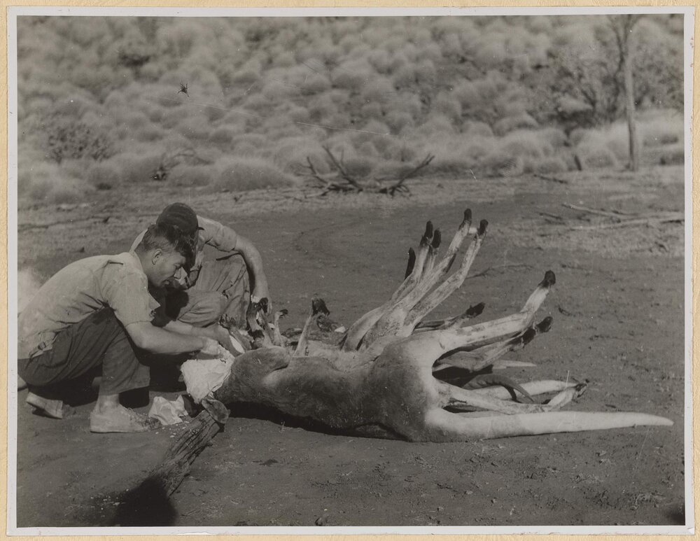 Casting Heads of Red Kangaroos, Central Australia, 1949