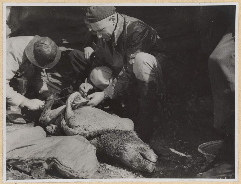 Field Party prepares Seal at Portland, Victoria, 1949