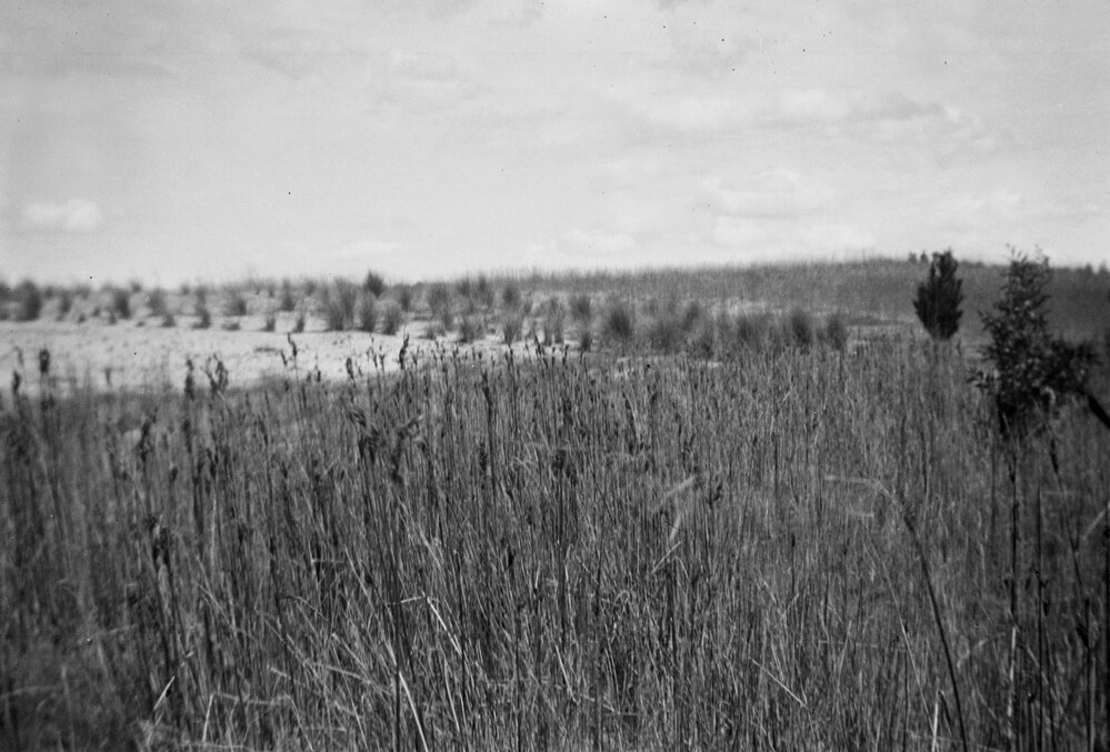Crops or grasses, possibly at Mount Sturgeon Estate