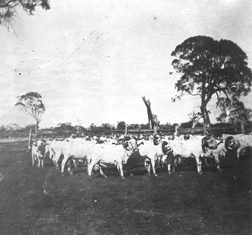 Fulham, Balmoral, Victoria.