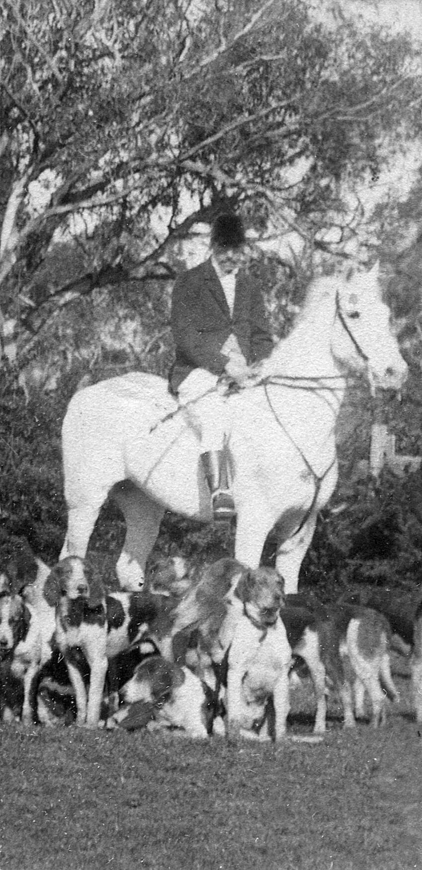 Man on horse, dressed for hunting, with hounds