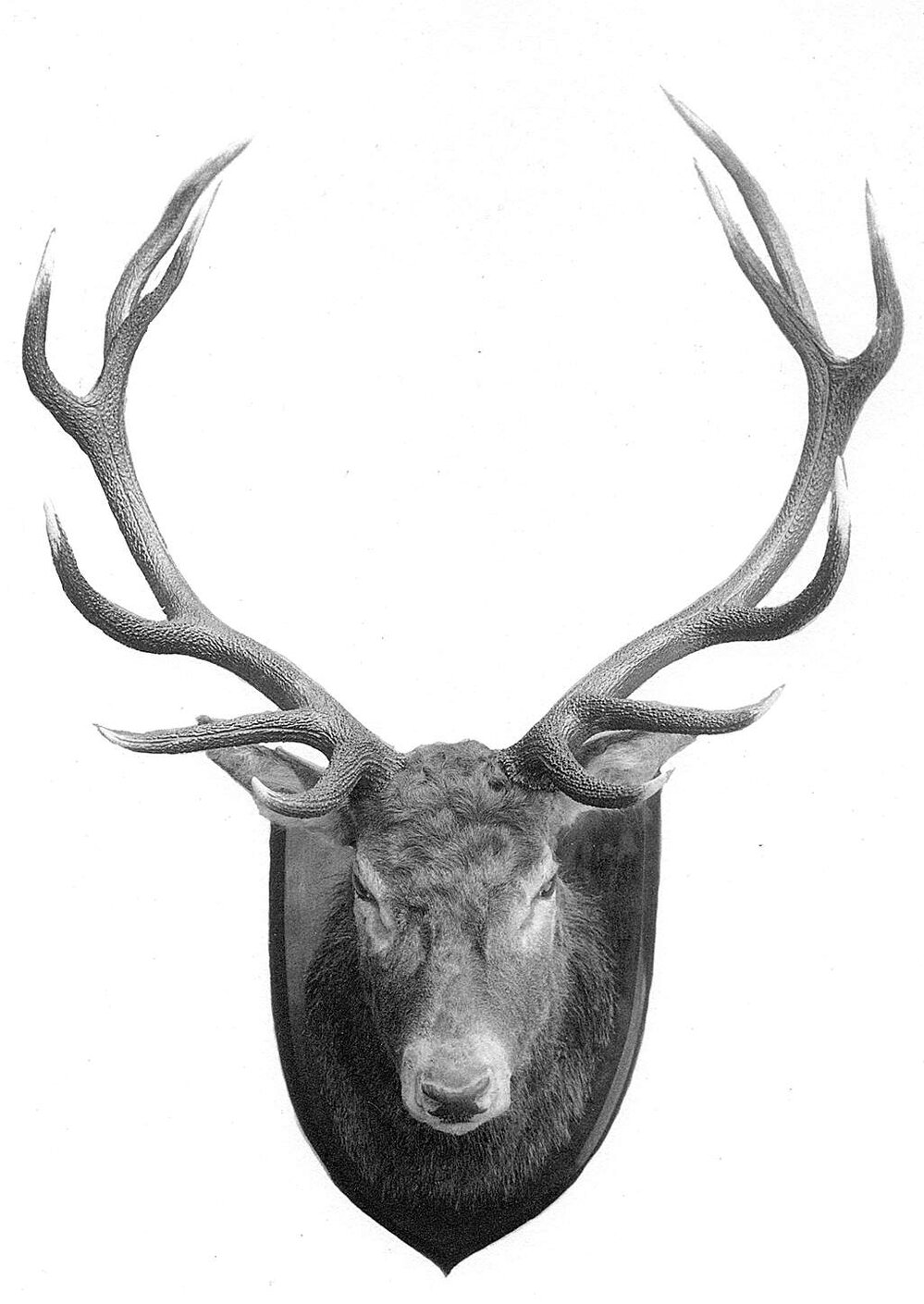 "Como" Toorak Rd, South Yarra.