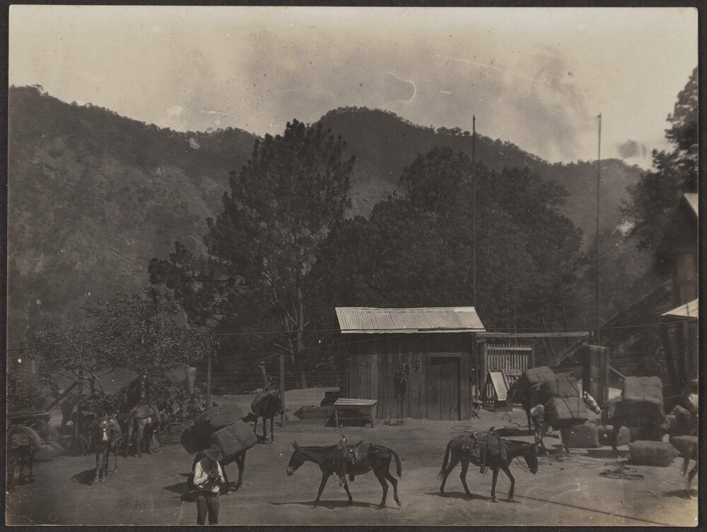 Freight mules arriving at the mine
