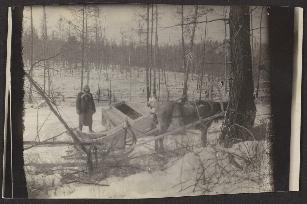 Sledging &amp; forest scenes - Siberia