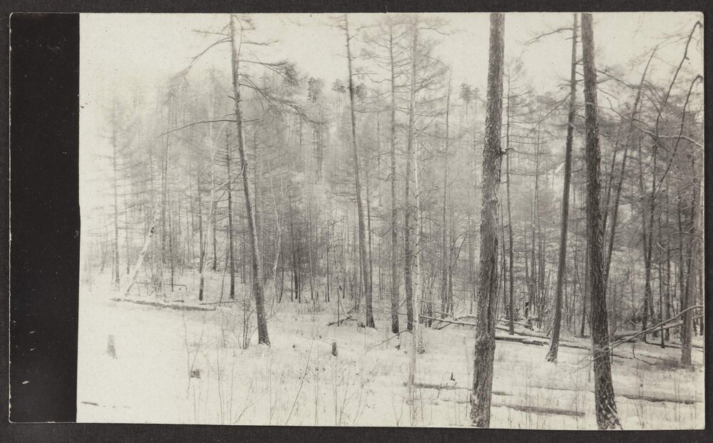 Sledging &amp; forest scenes - Siberia