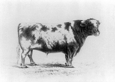 Sketch of a bull.