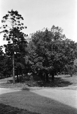 Avenue to the Teachers' Training College, University of Melbourne, circa 1915.