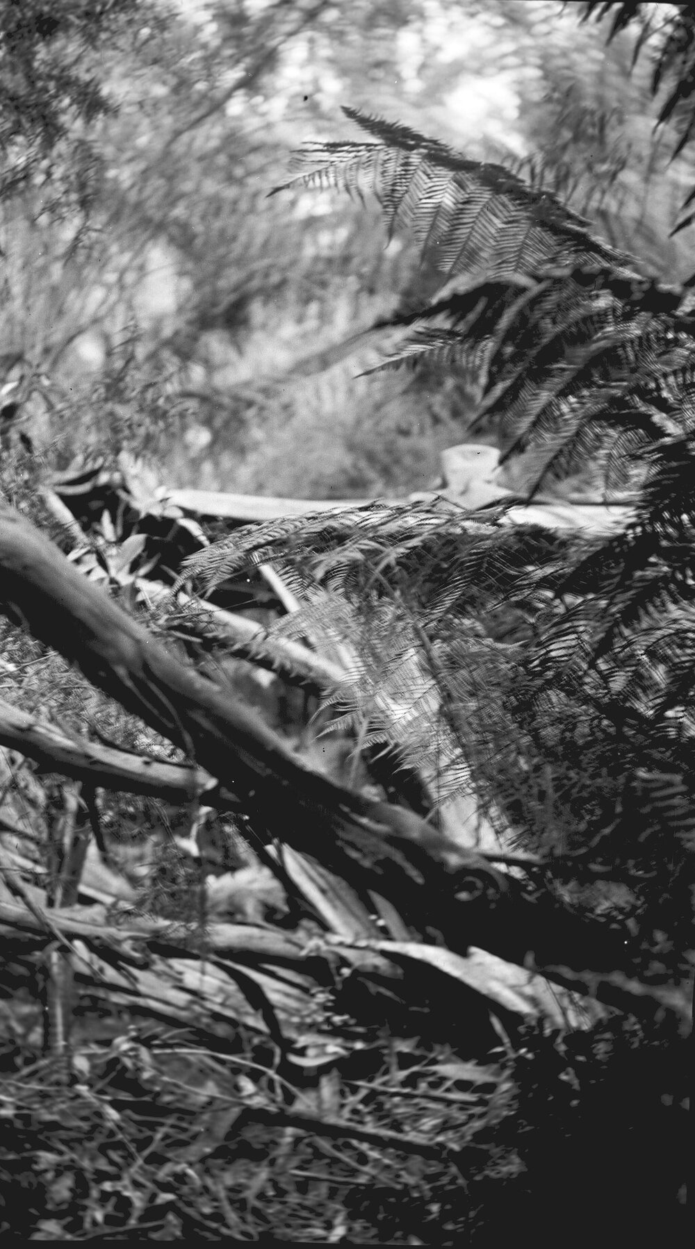 Trafalgar - on Mosquito Creek