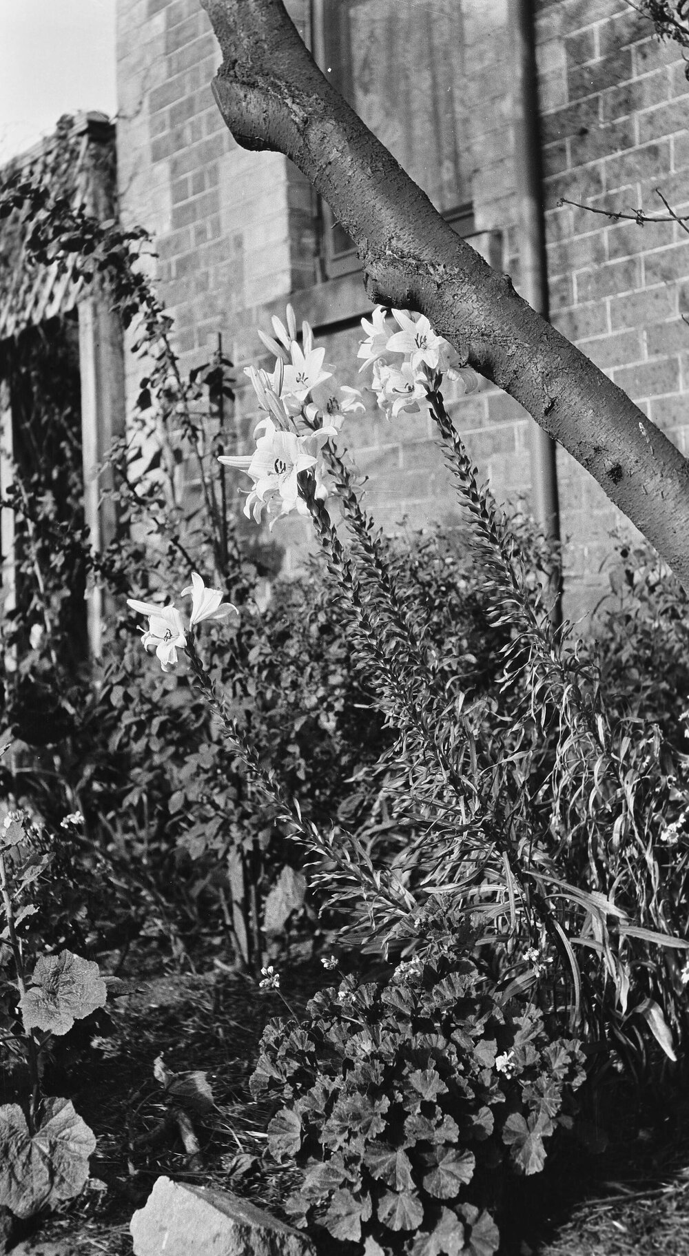 Flowers in bloom