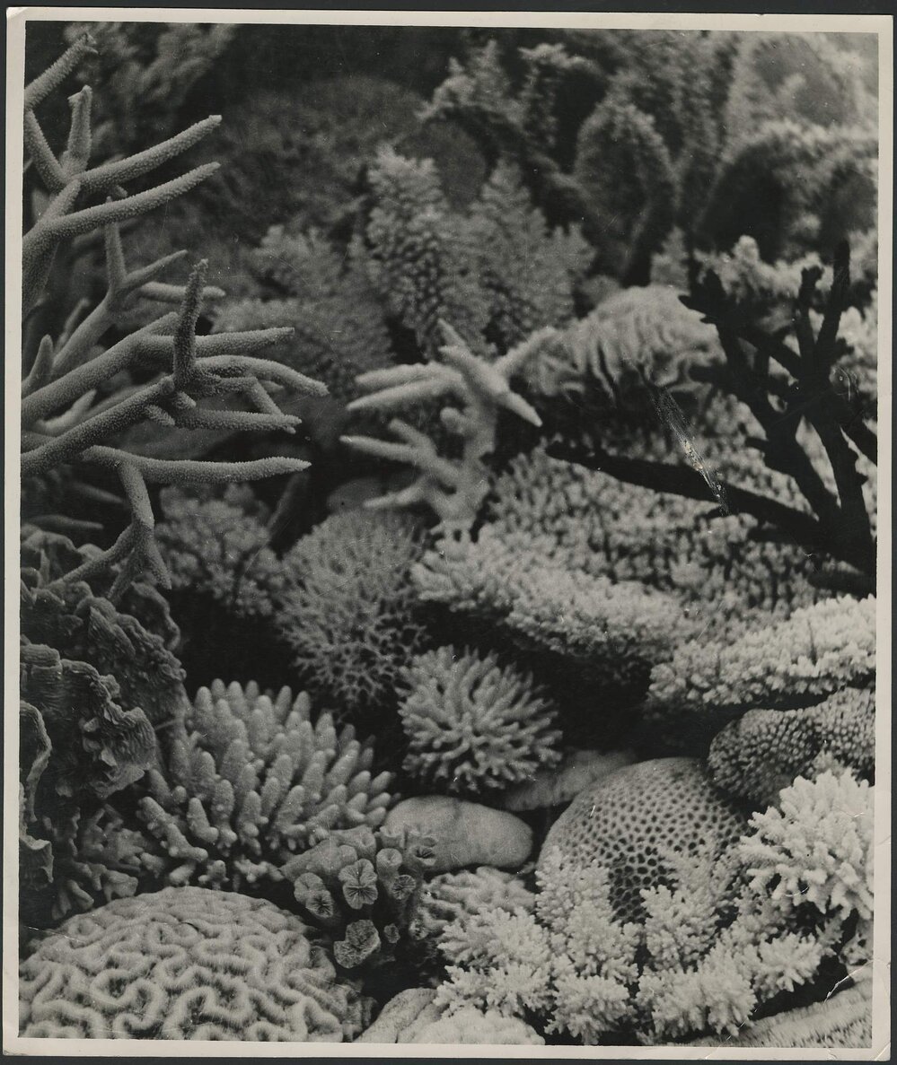 Coral Garden Hayman Island, Whitsunday Group