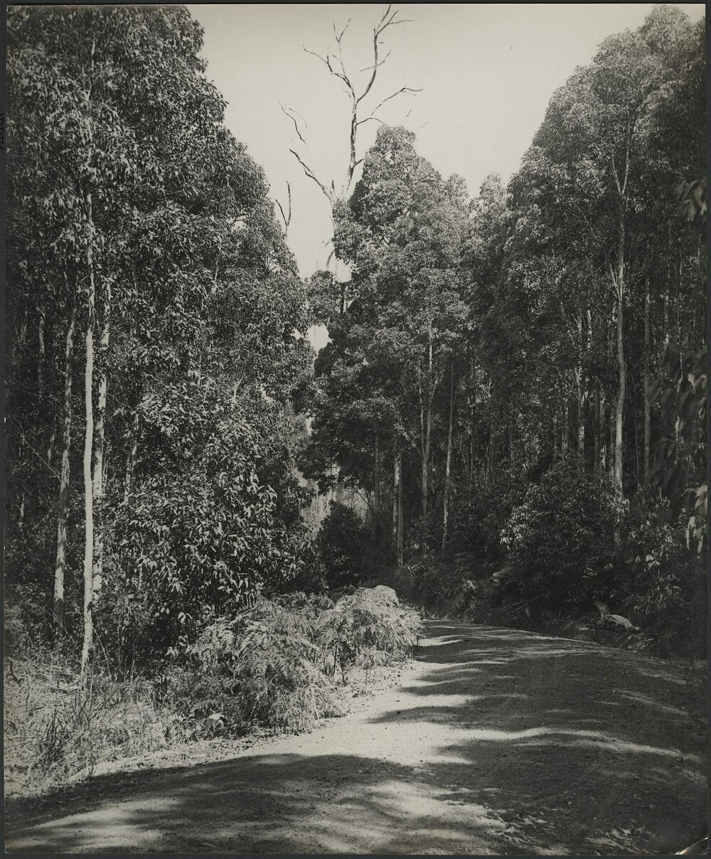 Western Australia Road Scene Denmark