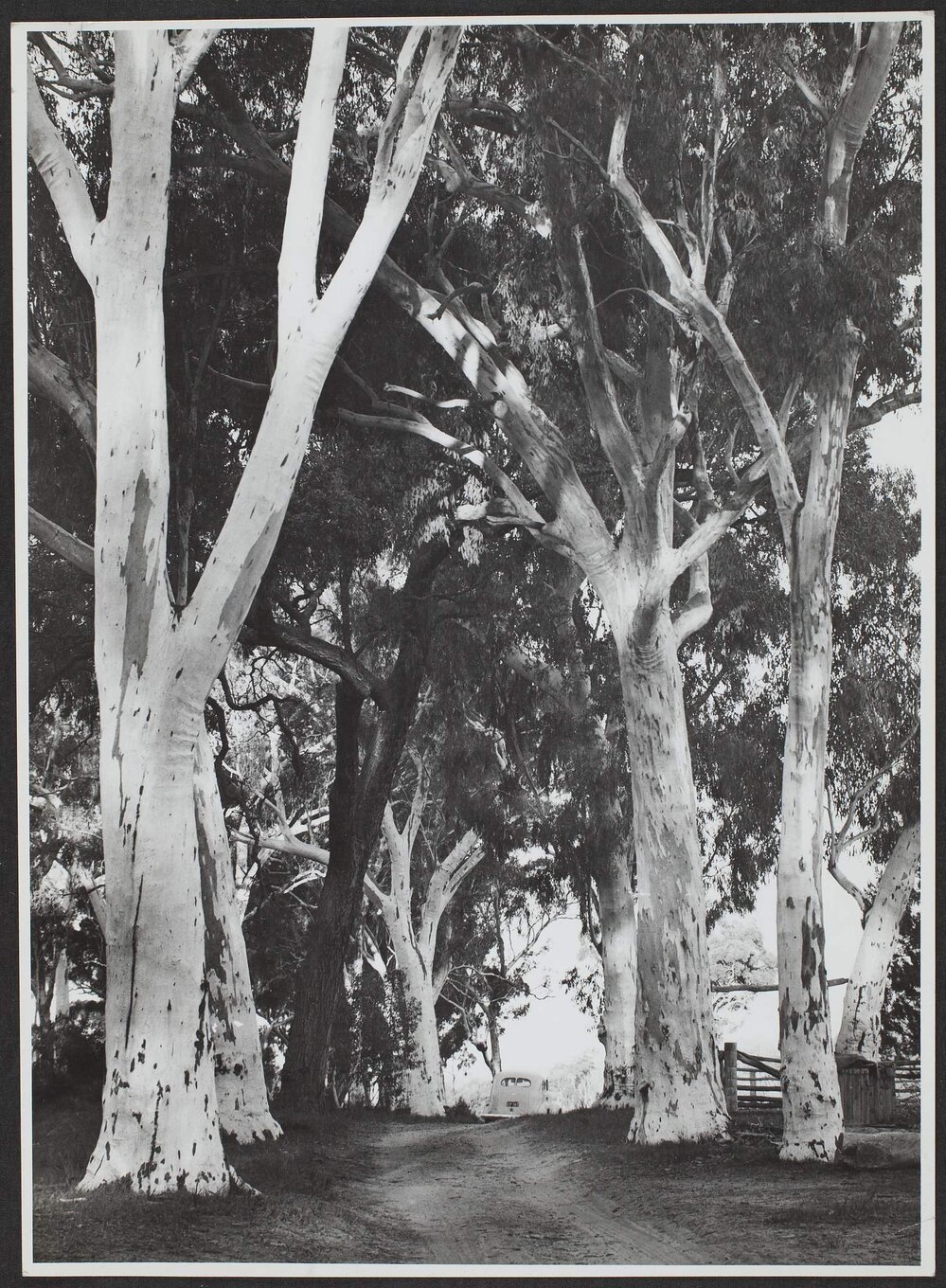 White gums, Lismore Road, near Coonabarabran, NSW
