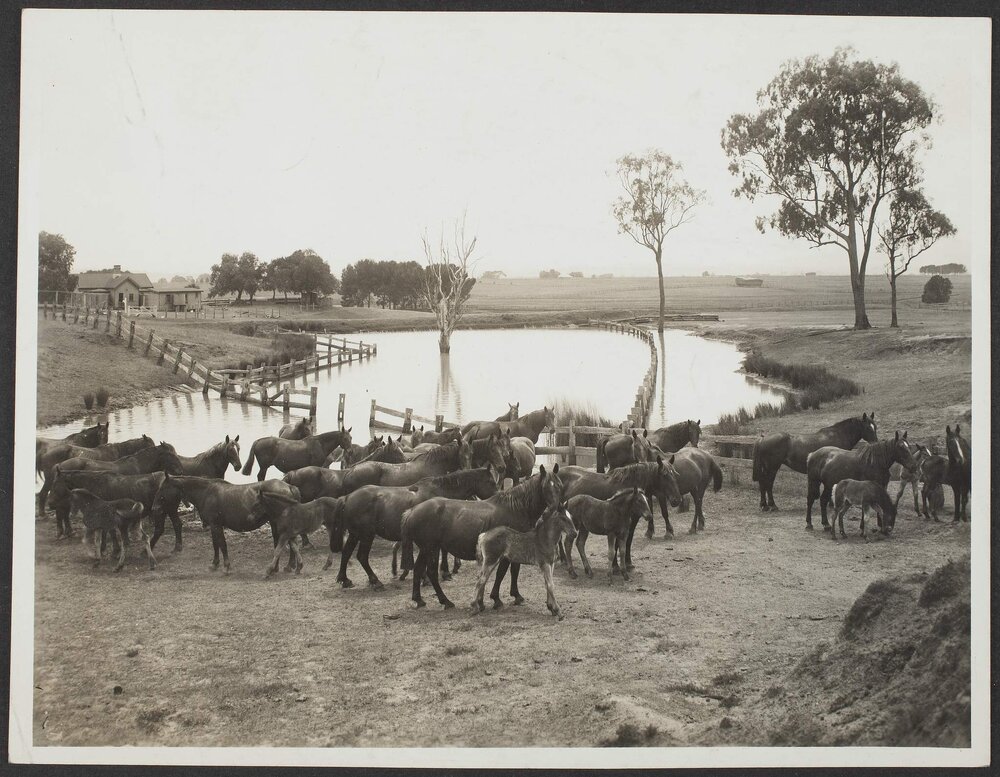 Mares and foals on a NSW farm