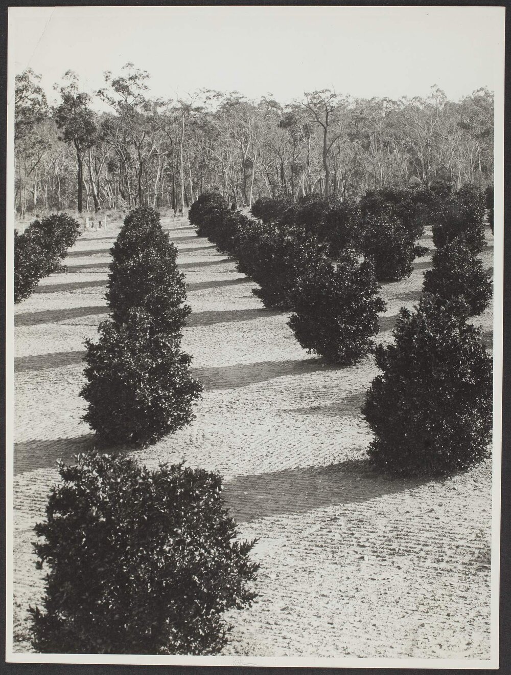 A mandarin orchard at Windsor, NSW