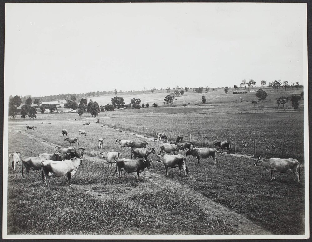 Dairy cattle at Scheyville, NSW