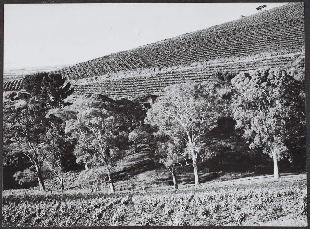 Vineyards in the foothills near Adelaide, SA