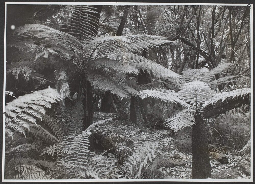Notley Fern Gorge near Launceston, Tasmania