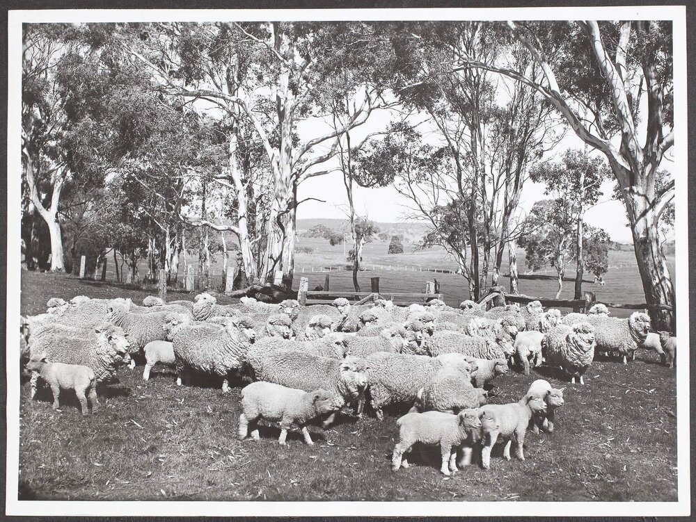 Pastoral  scene at Mt Torrens South Australia.