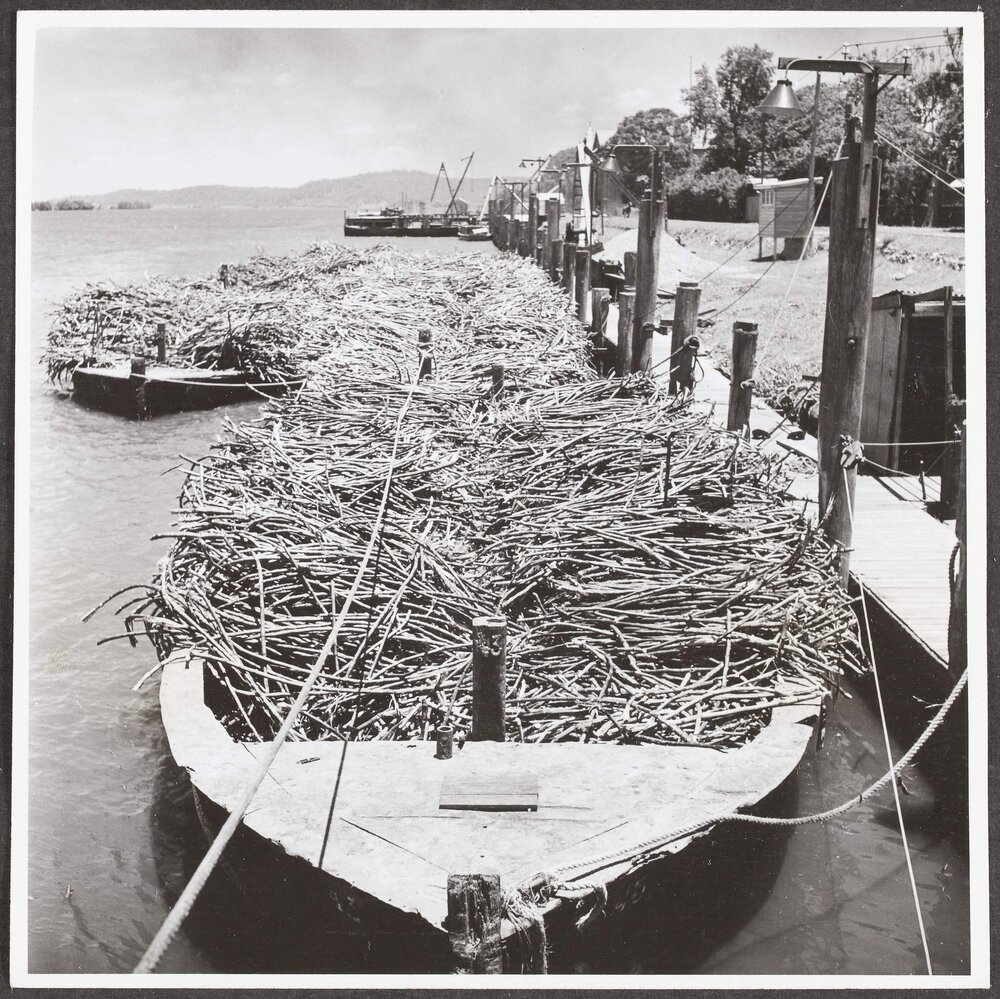 Cane punts, loaded with sugarcane alongside factory.