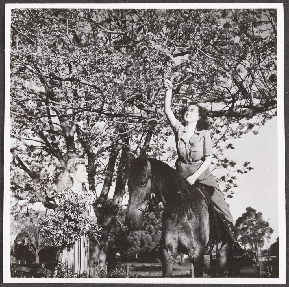 Picking Jacaranda blooms, south Grafton, NSW
