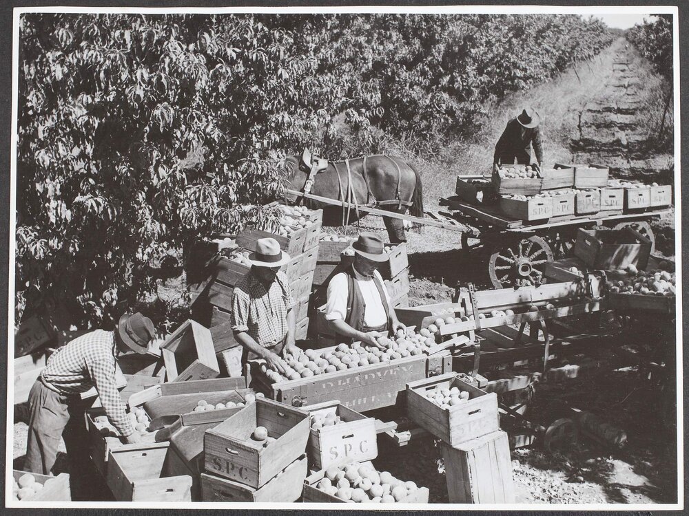 Mechanical grader at work in the orchard.