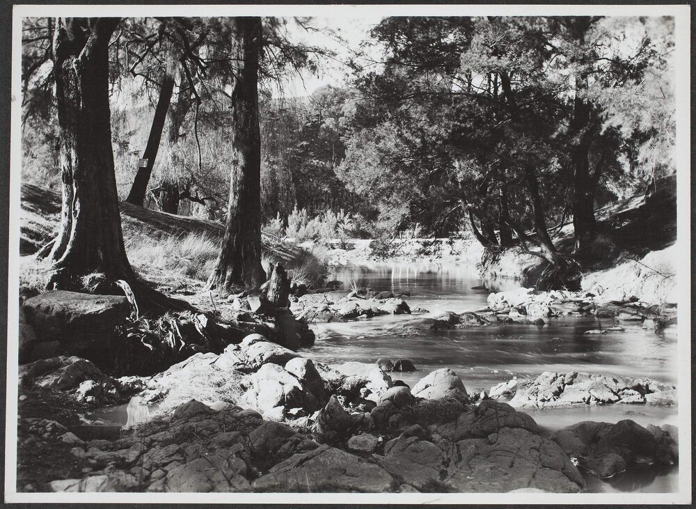 A bushland scene, near Canberra, Uriarra creek, ACT