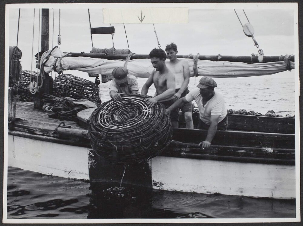 Lobster boat "Conty" skippered by Cousser Merendino, hauls the third pot of the day, fully of flipping Australian rock lobsters.