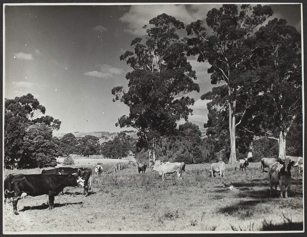 Dairy cattle, Warragul, Victoria