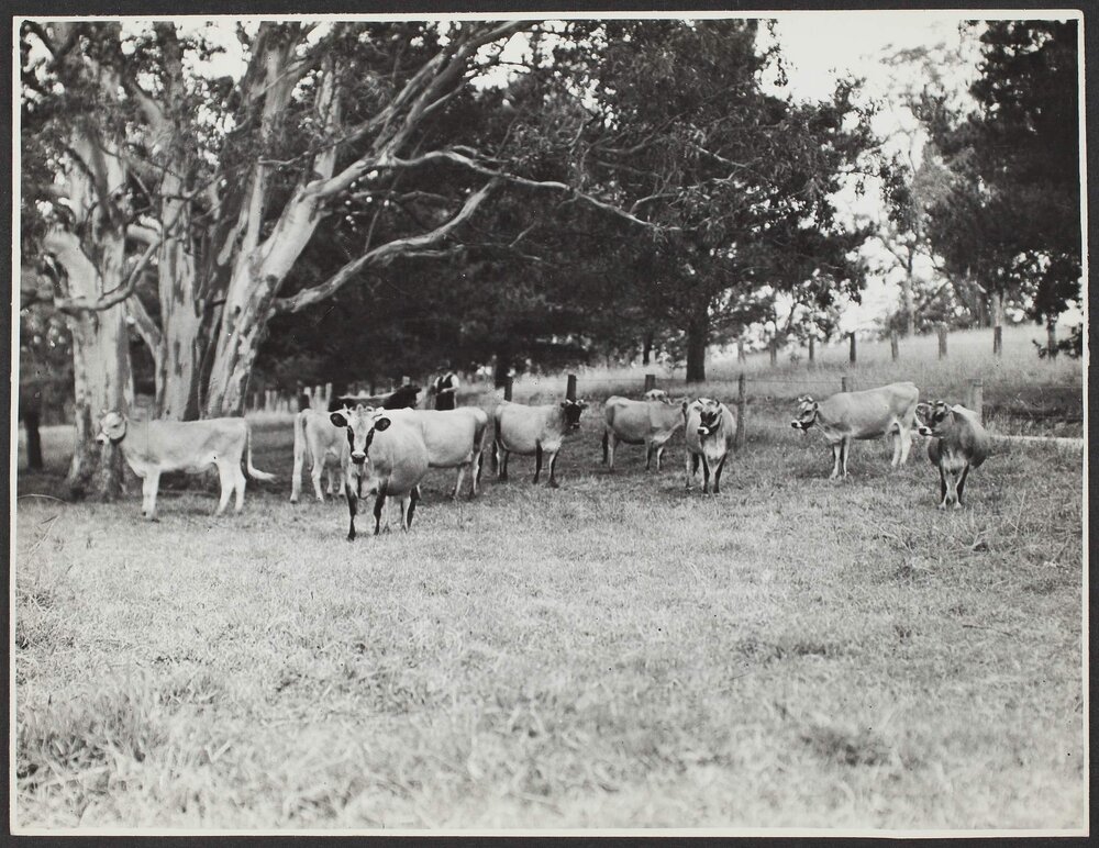 Jersey herd, Kamerooka estate, NSW