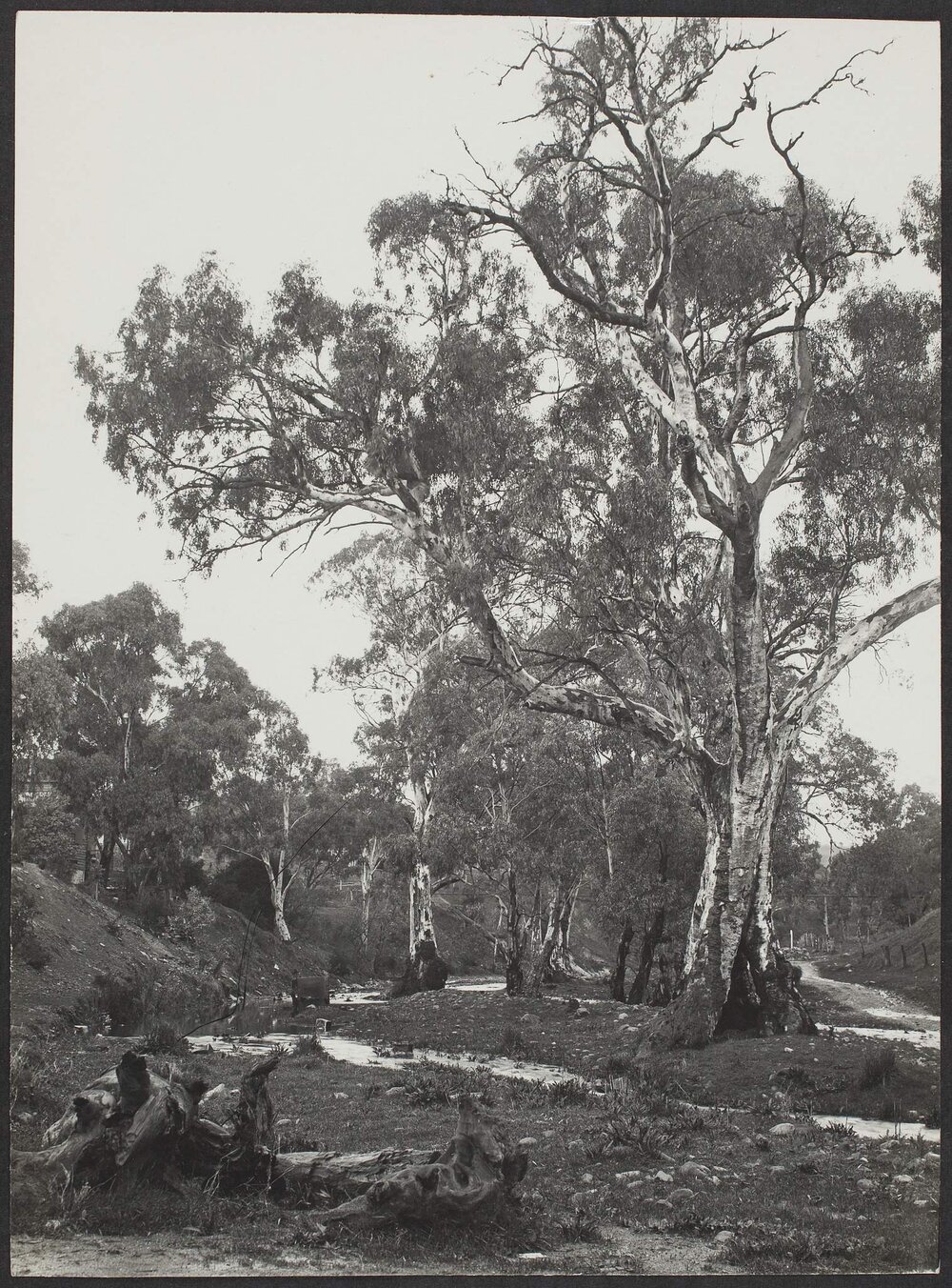 Willochra Creek, Melrose