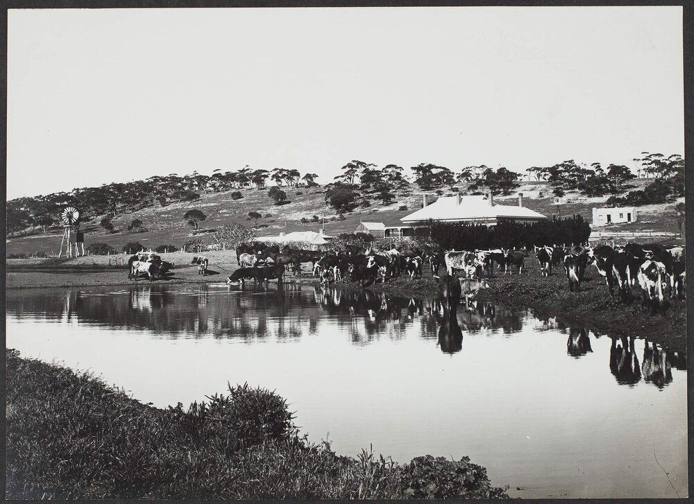 Station homestead at Collinsville, near Terowie