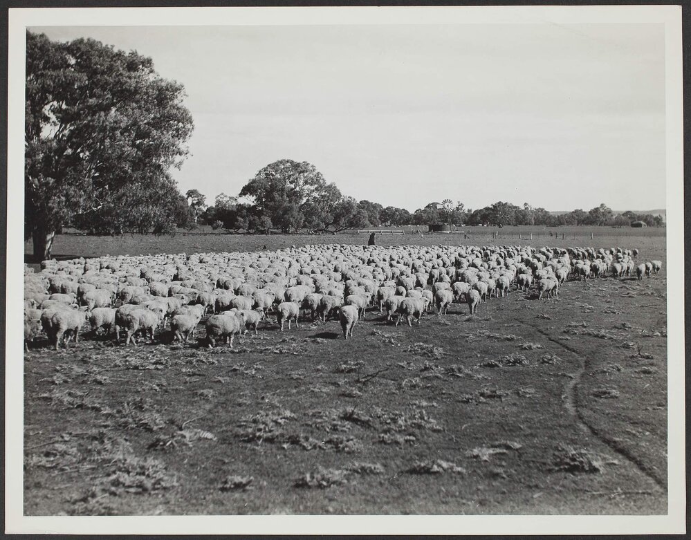 On a South Australian sheep station