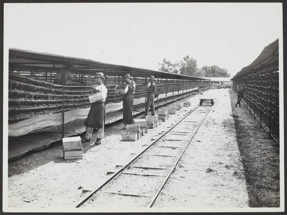 Drying racks, irrigation settlement, River Murray.