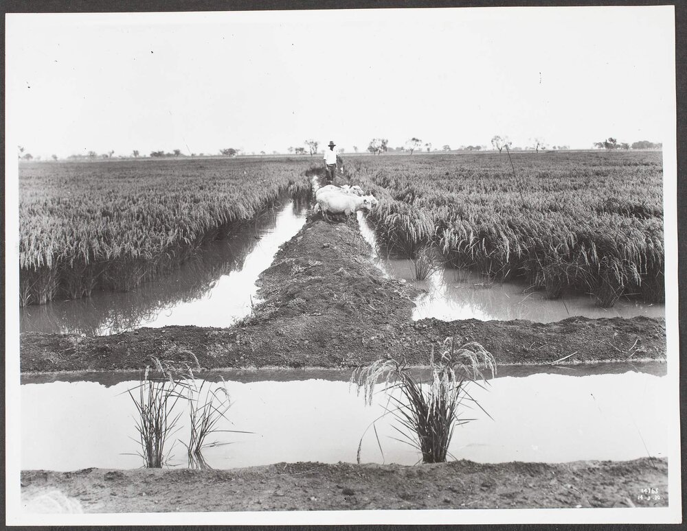 Rice Growing, Leeton, NSW