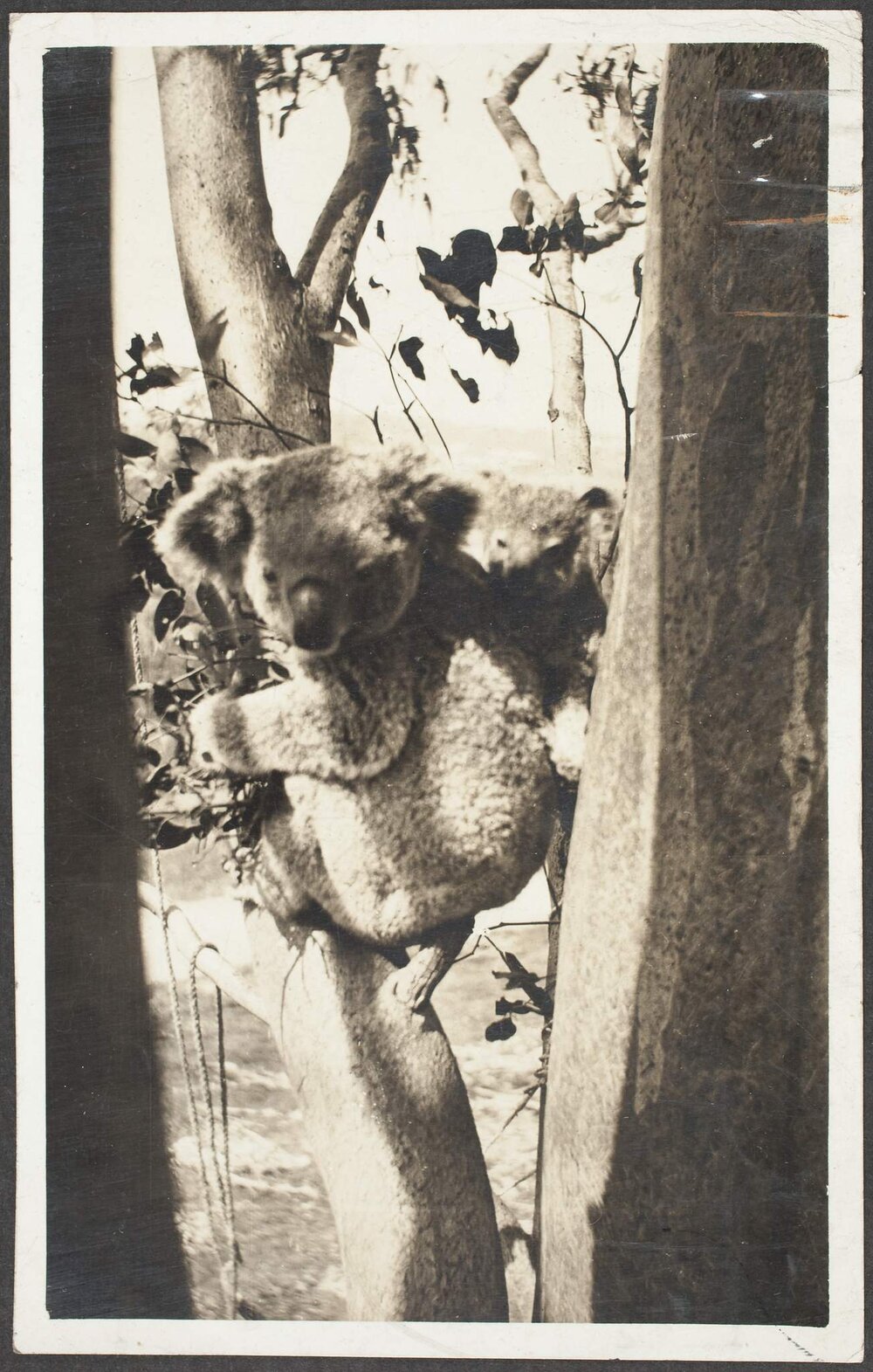 Two koalas - "Blossom" &amp; "Rickety-Dich" (Baby)