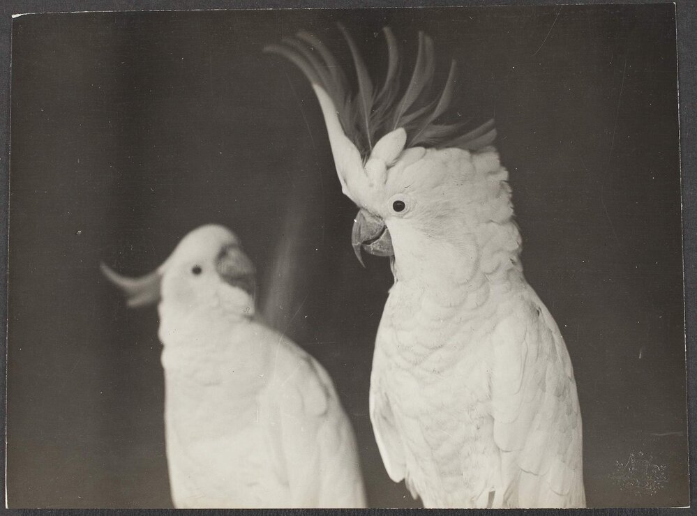 White cockatoos