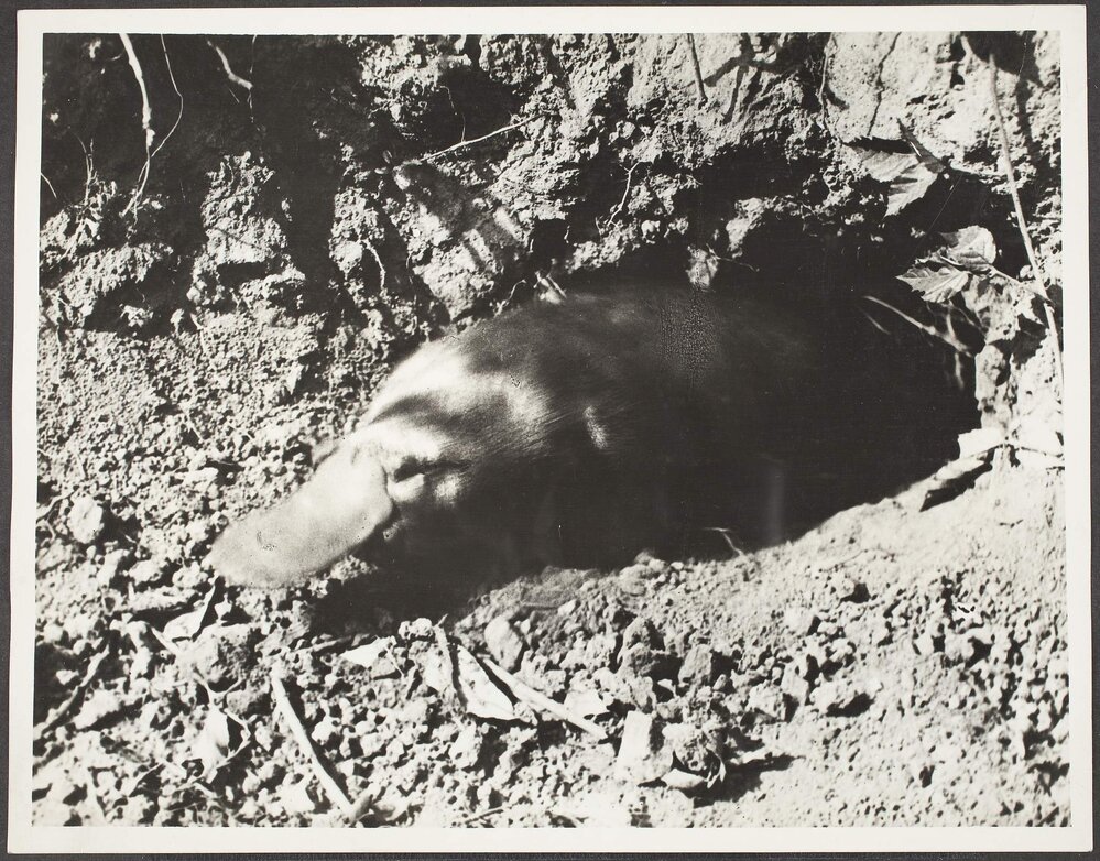 Platypus