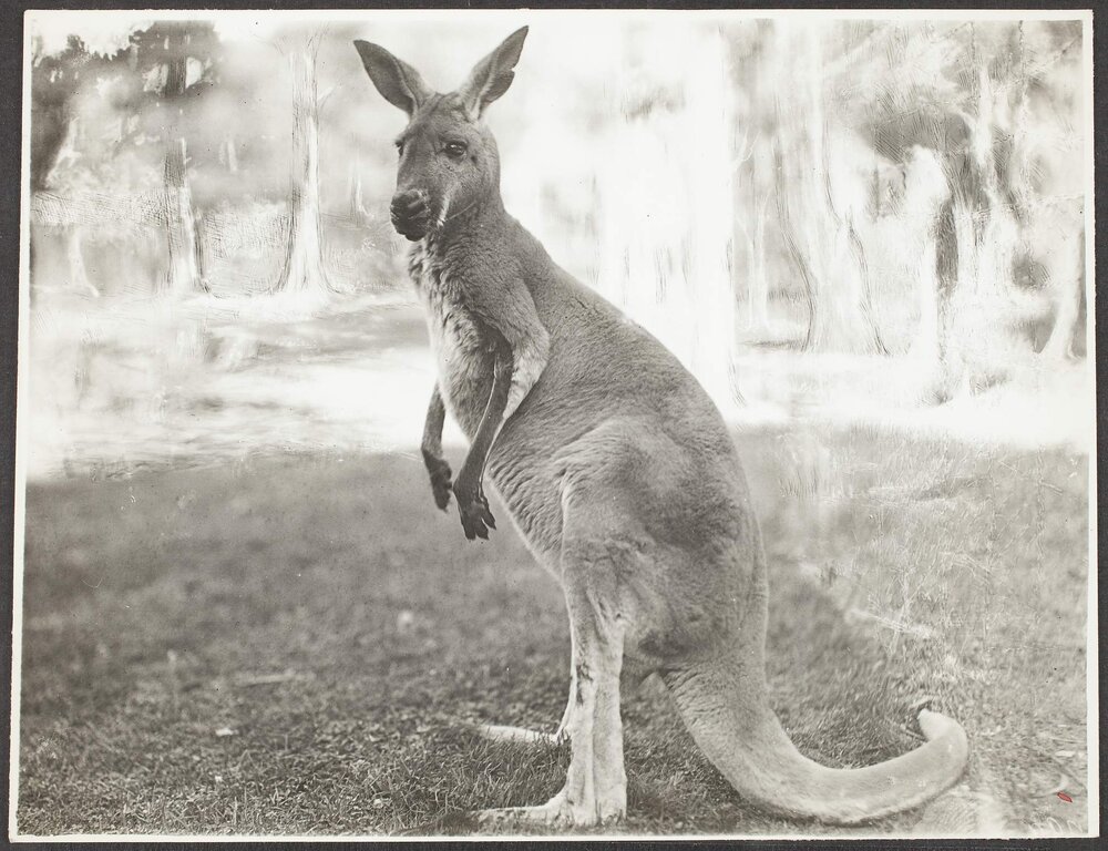 Australian kangaroo