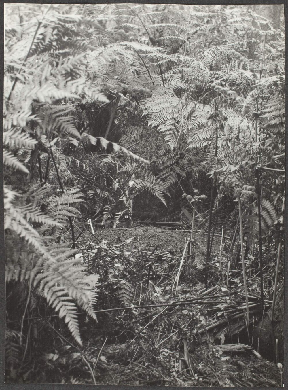 An historical spot - the little clearing, or "mound", at which the microphone was hidden for the recording of the Lyre Bird's song which was heard later in England.