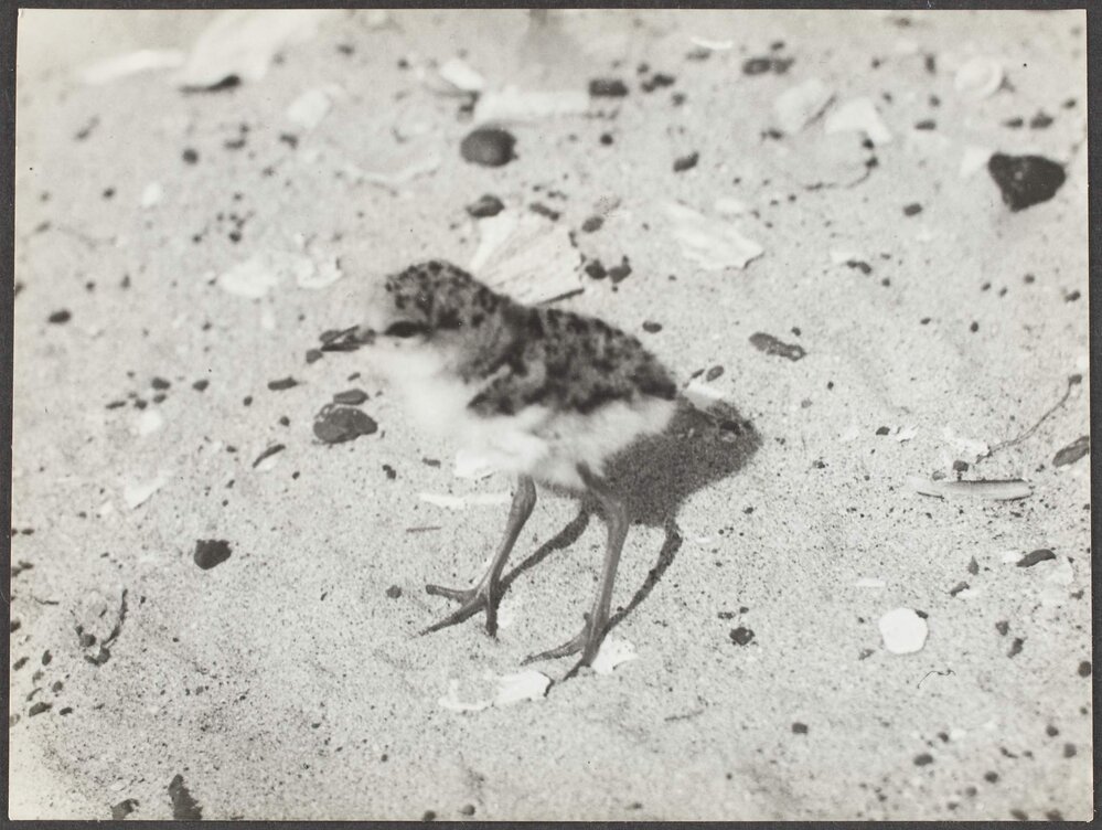 Young Red-capped Dotterel