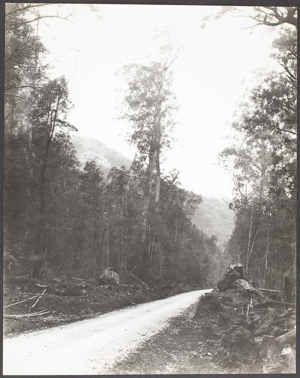Franklin Avenue, near Franklin River, West Coast Road, Tasmania.