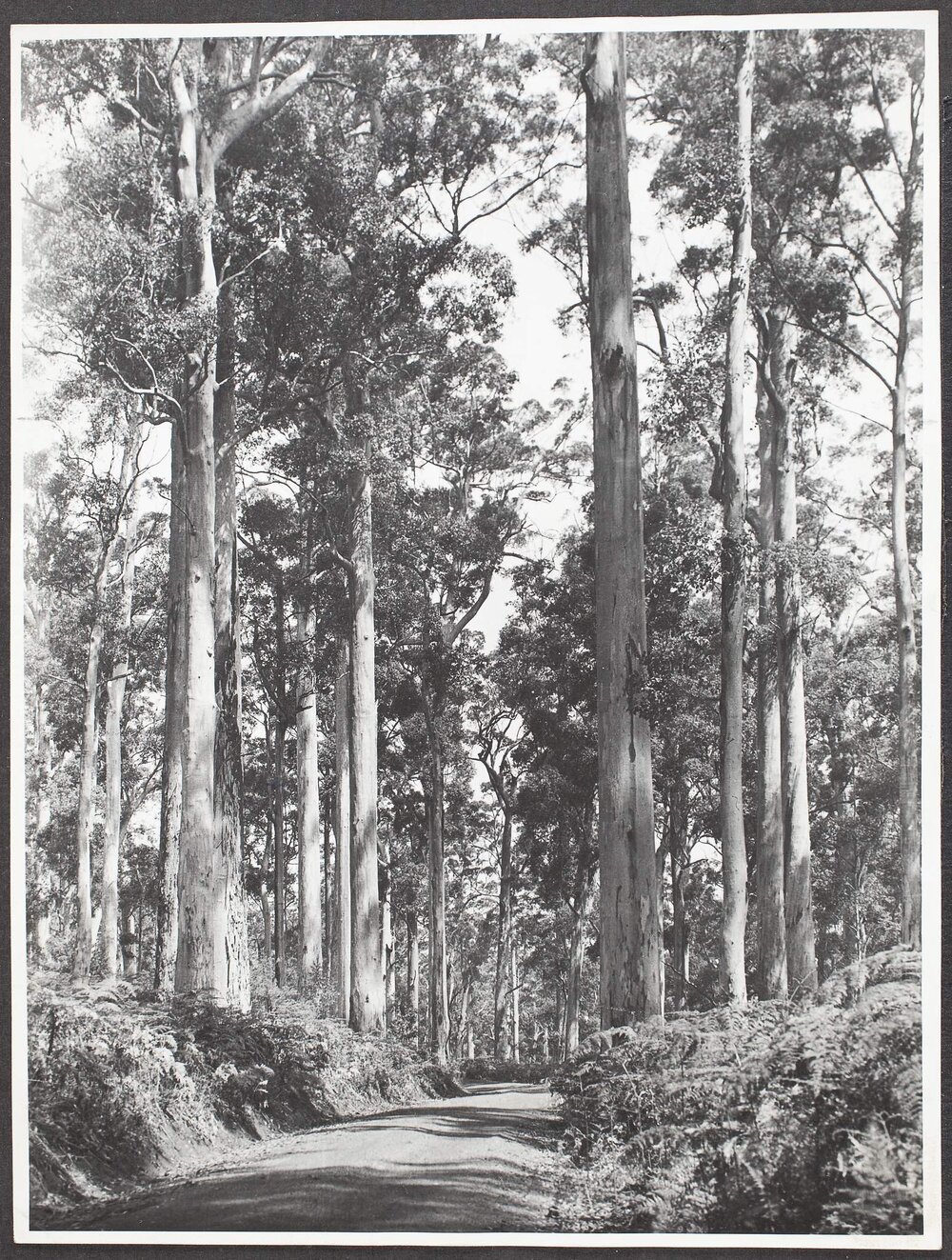 Virgin Karri at Pemberton