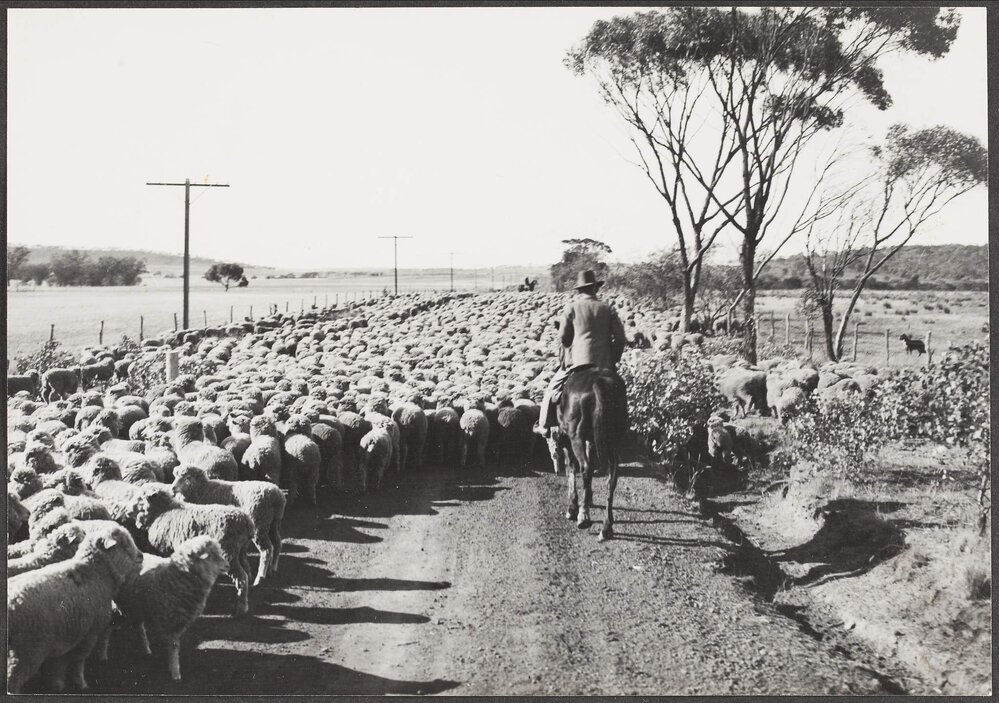 Flock of sheep, Moora Road