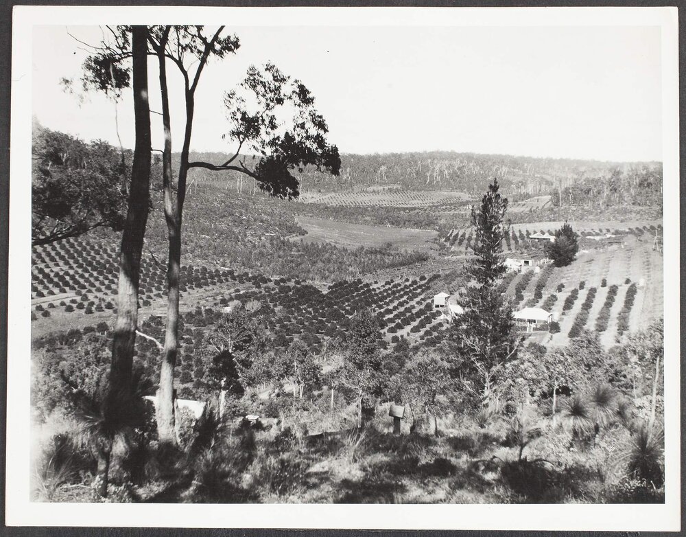 View through Carmel Valley
